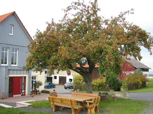 Unterm Apfelbaum2.JPG