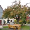 Unterm Apfelbaum2.JPG